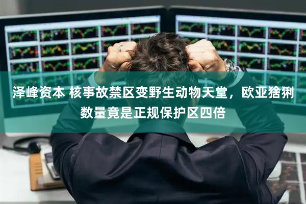 泽峰资本 核事故禁区变野生动物天堂，欧亚猞猁数量竟是正规保护区四倍