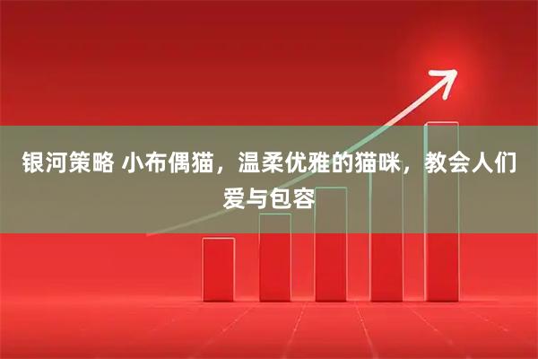 银河策略 小布偶猫，温柔优雅的猫咪，教会人们爱与包容